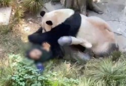 熊猫头狗仔爆料视频大全,视频大全背后的精彩瞬间