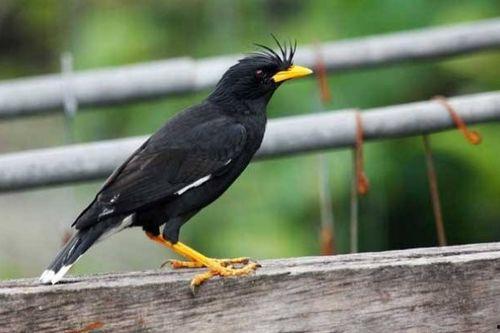 娱乐吃瓜小八哥是谁啊视频,网络红人的崛起之路